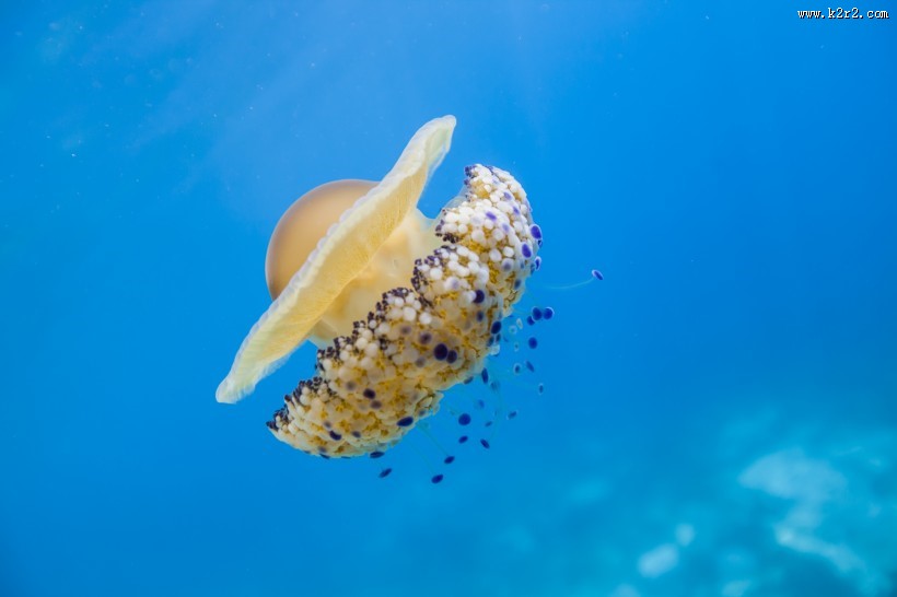 海洋中水母图片大全