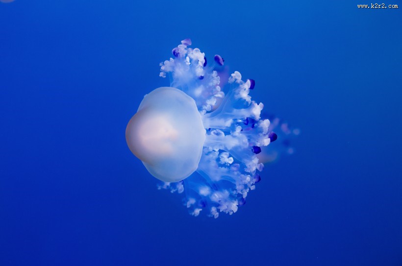 海洋中水母图片大全