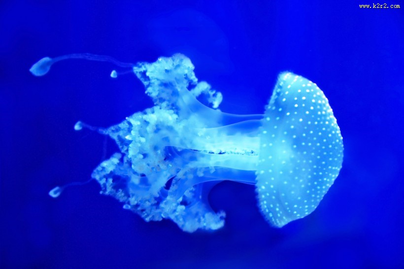 海洋中水母图片大全