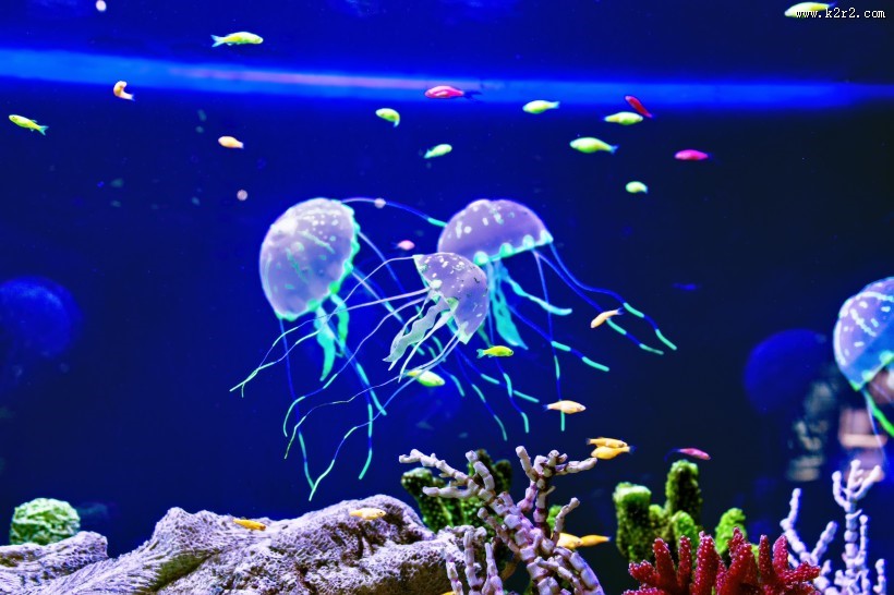 海洋中水母图片大全