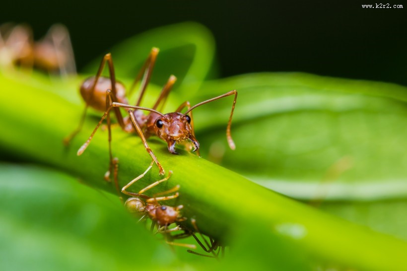 植物上蚂蚁图片