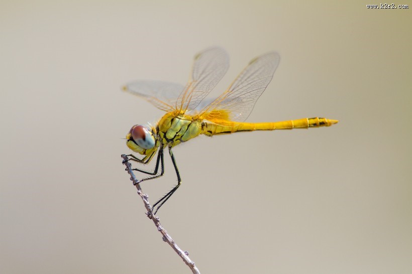 蜻蜓特写图片