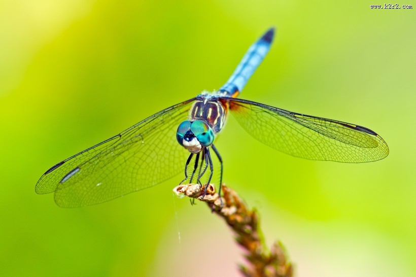 蜻蜓特写图片