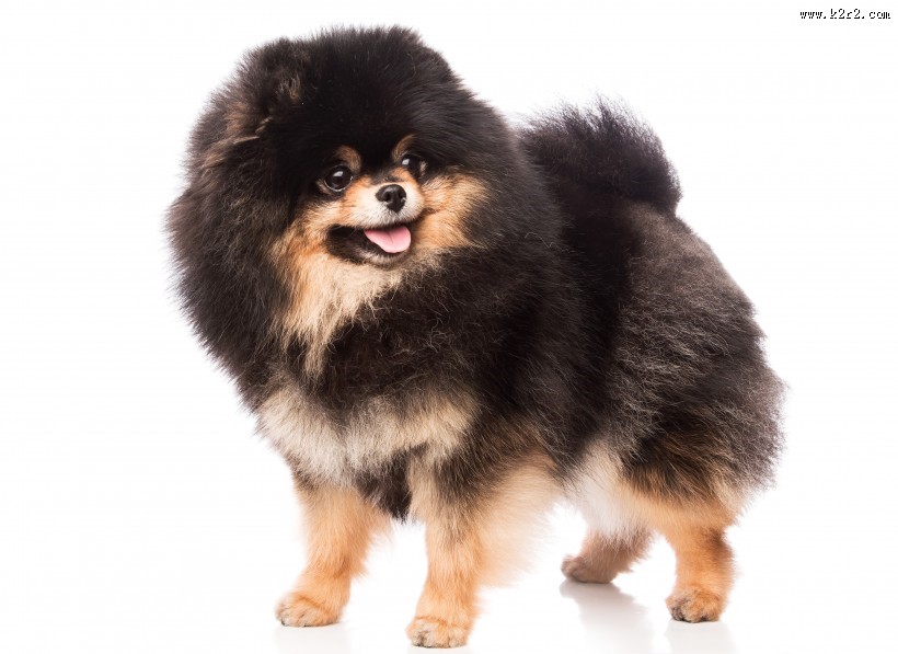 可爱的宠物狗图片