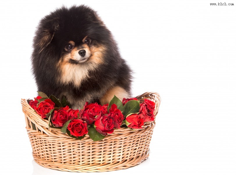 可爱的宠物狗图片