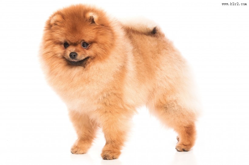 可爱的宠物狗图片