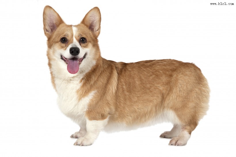 不同品种的宠物狗图片大全