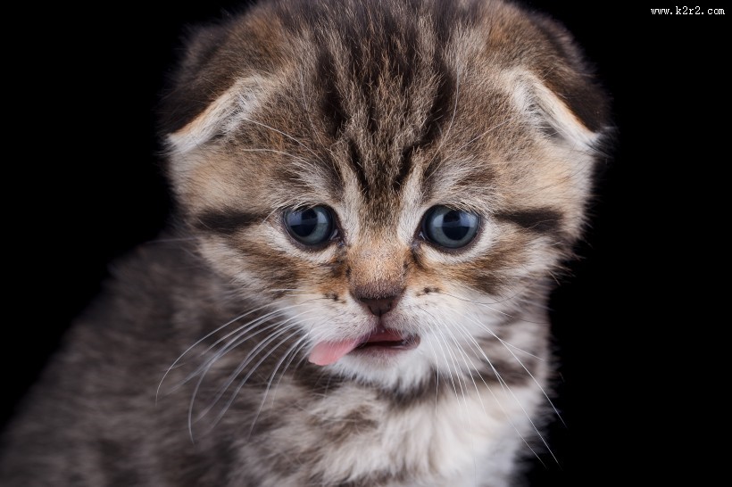 可爱的小猫咪图片