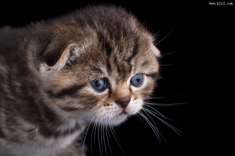 可爱的小猫咪图片