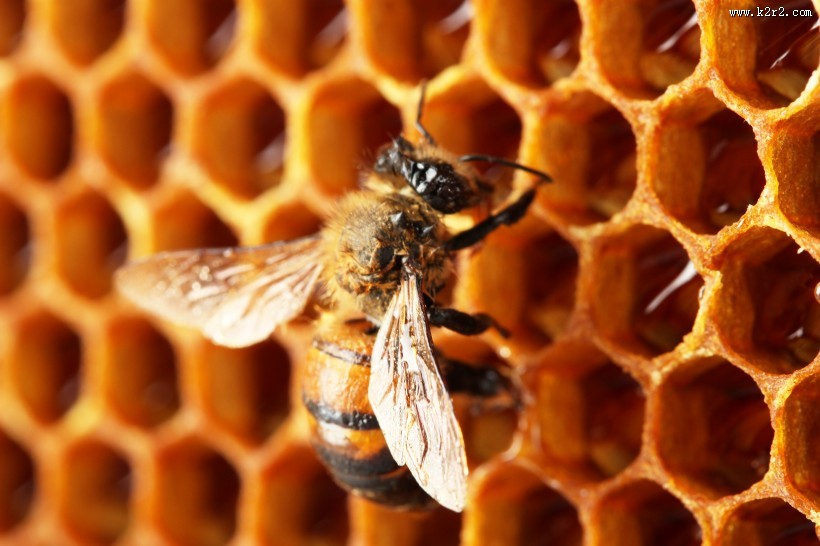 蜂巢上蜜蜂图片大全