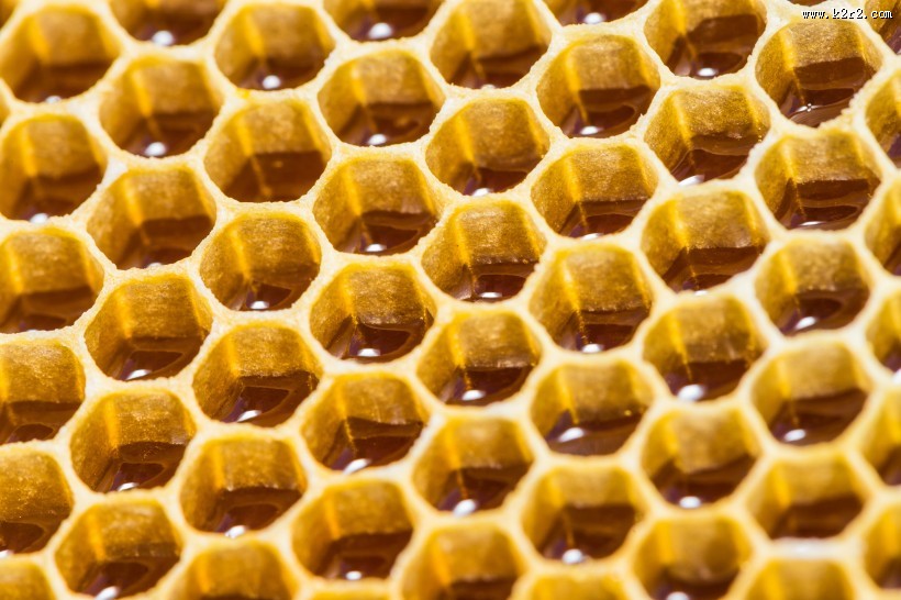 蜂巢上蜜蜂图片大全