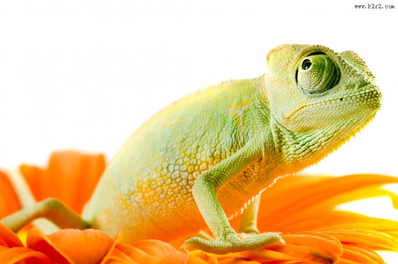 变色龙特写图片
