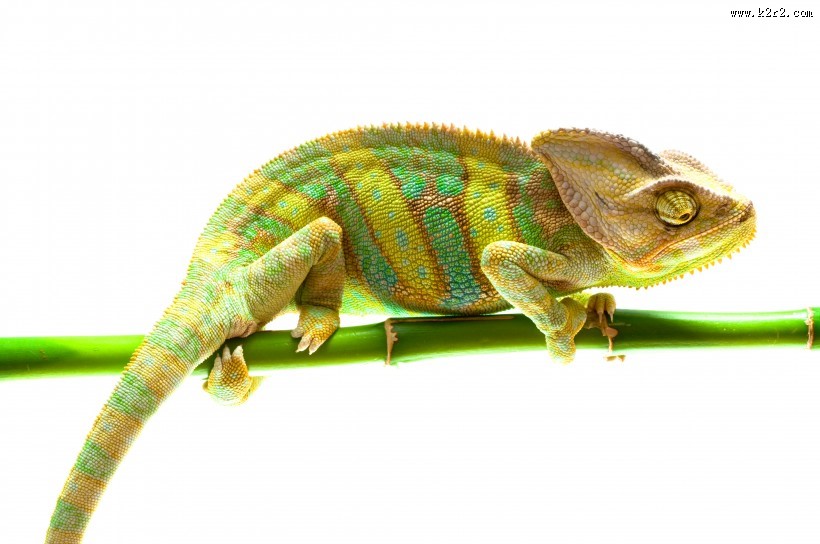 变色龙特写图片