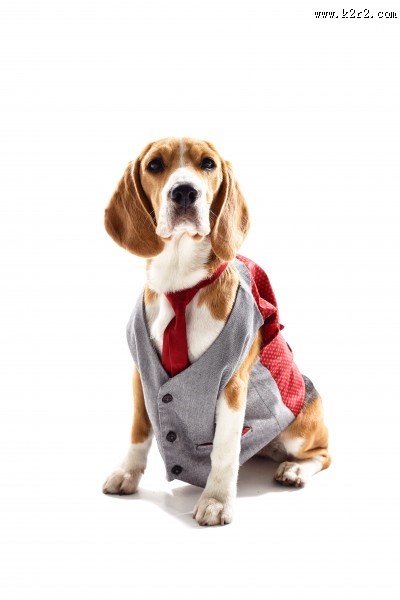 宠物狗拟人图片大全