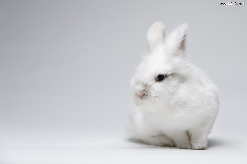 可爱的小白兔图片