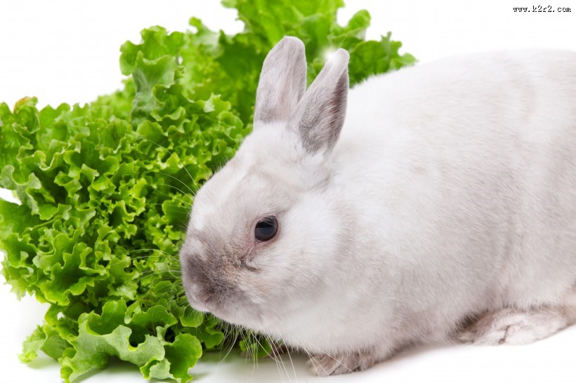 可爱的小白兔图片