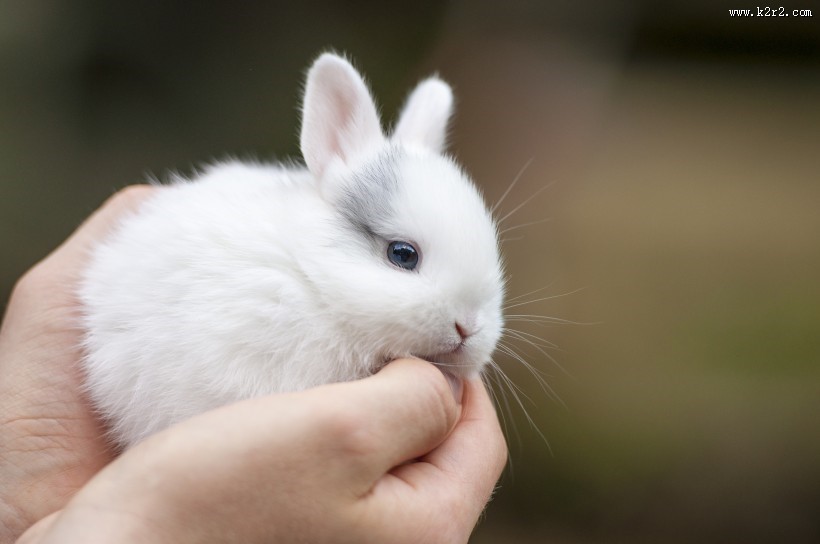 可爱的小白兔图片
