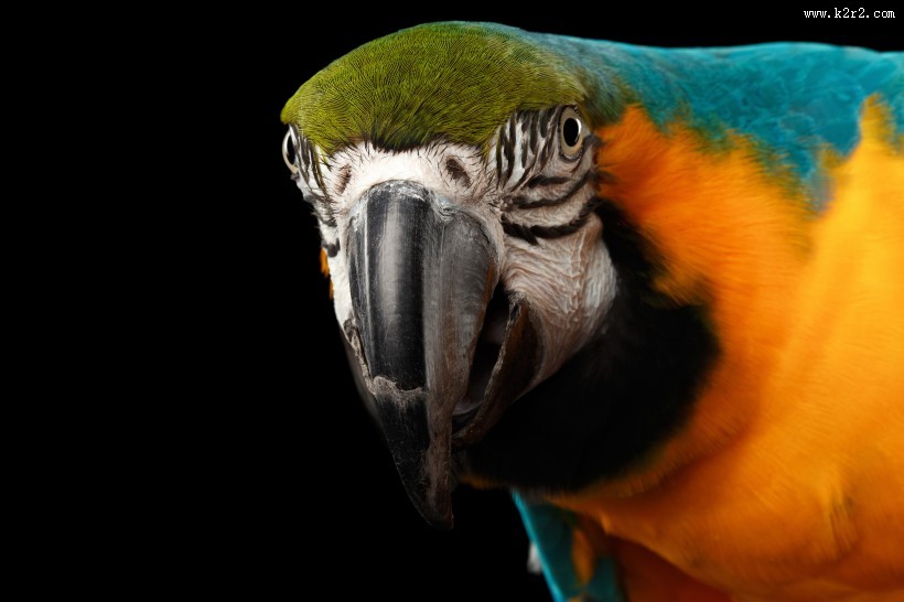 呆萌鹦鹉图片大全