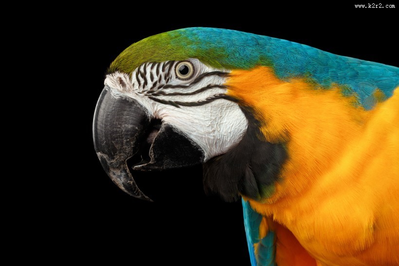 呆萌鹦鹉图片大全