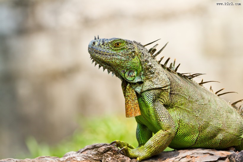 蜥蜴变色龙图片大全