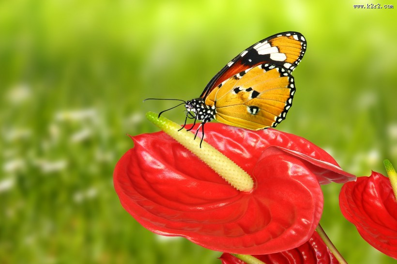 花朵上的蝴蝶图片