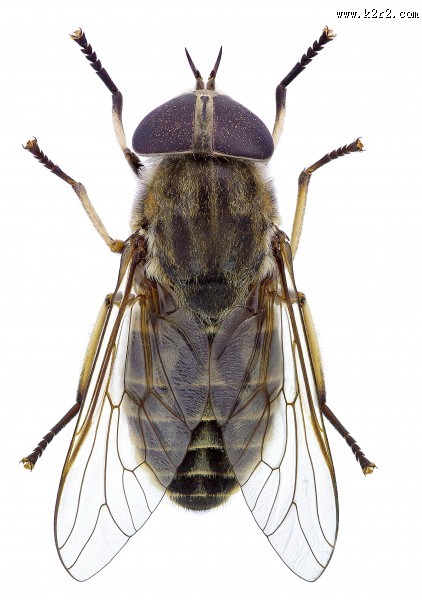 苍蝇图片