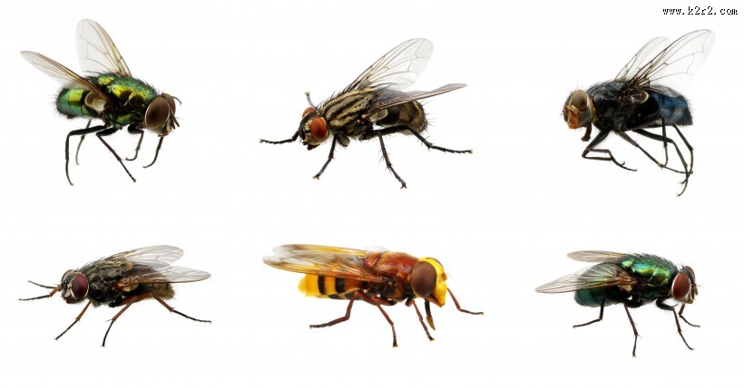 苍蝇图片