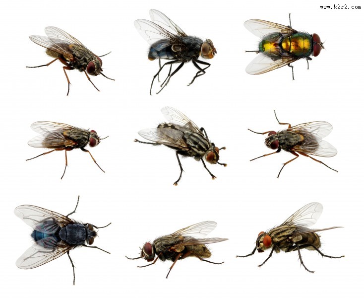 苍蝇图片