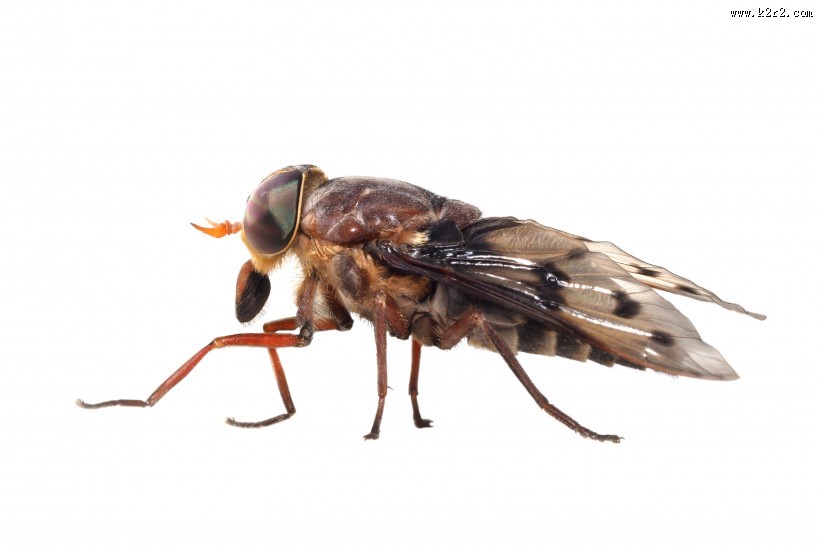 苍蝇图片