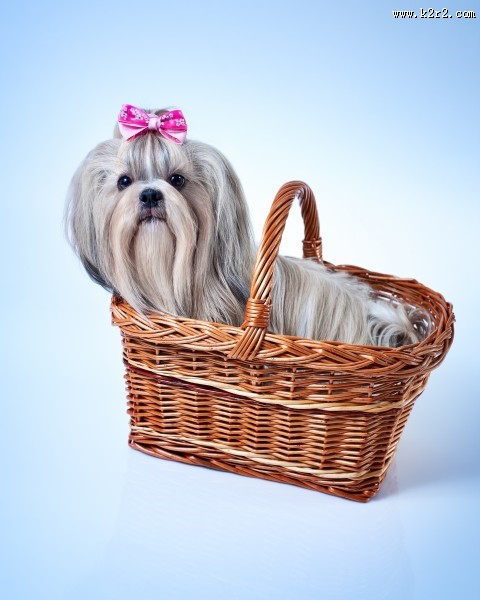 狮子狗美容图片大全