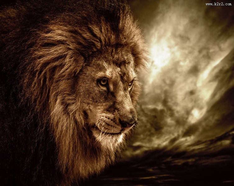 凶猛的狮子图片