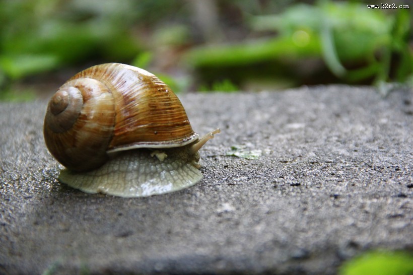 户外蜗牛特写图片大全