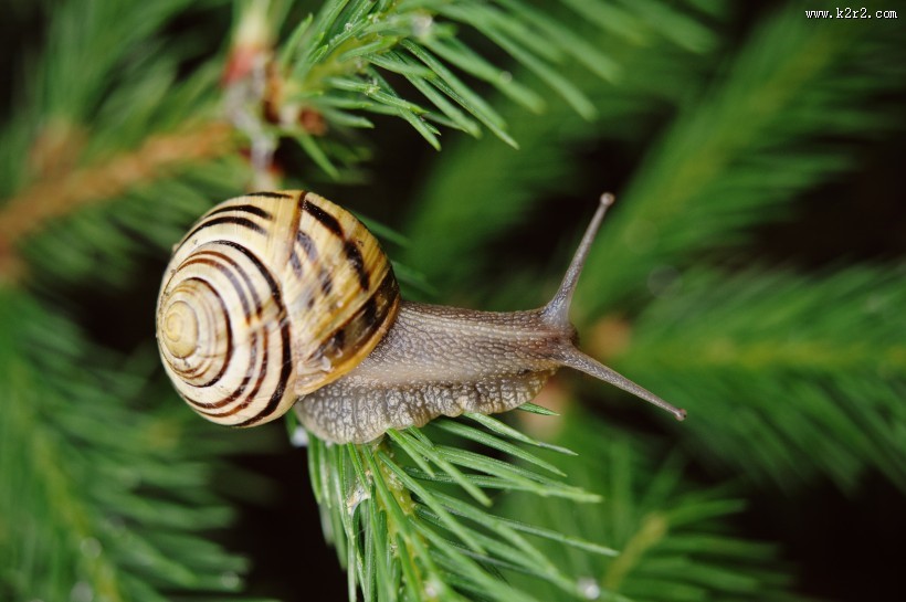 户外蜗牛特写图片