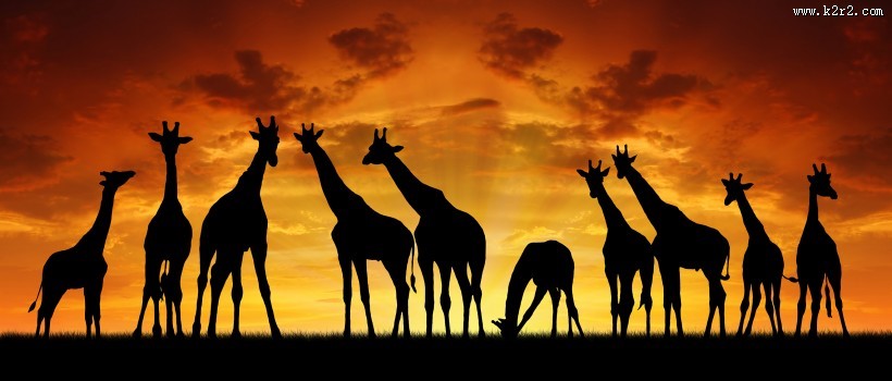 草原动物剪影图片