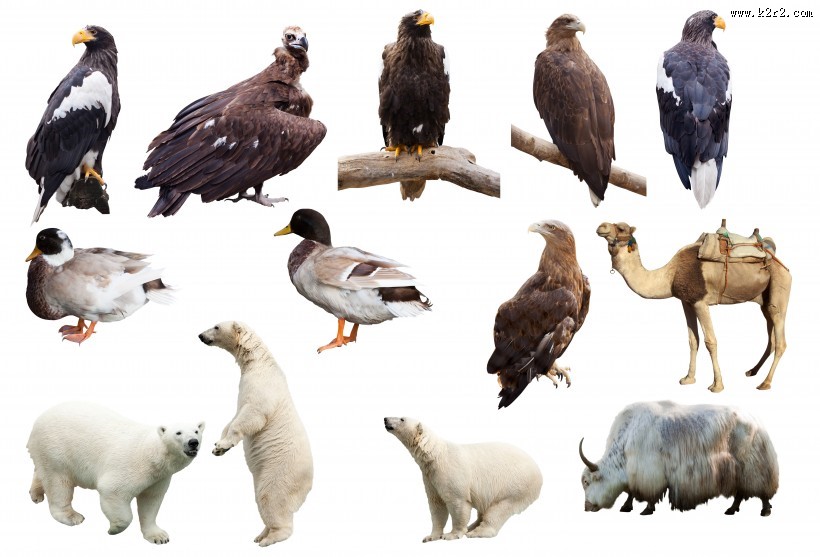 各种动物图片
