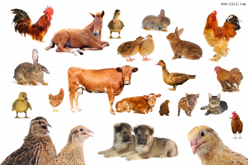 各种动物图片