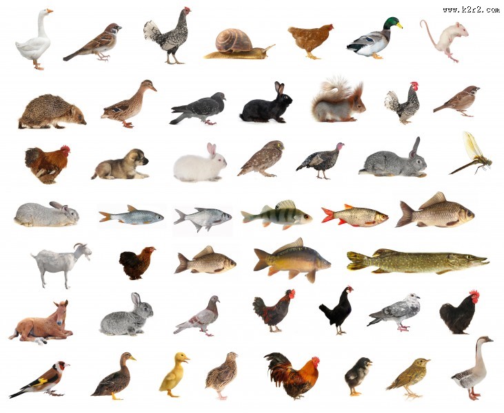 各种动物图片