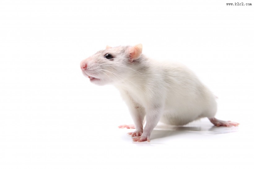可爱的小白鼠图片