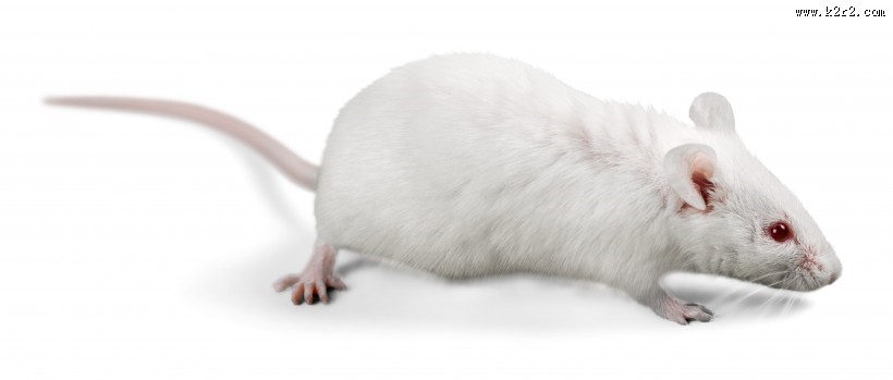 可爱的小白鼠图片
