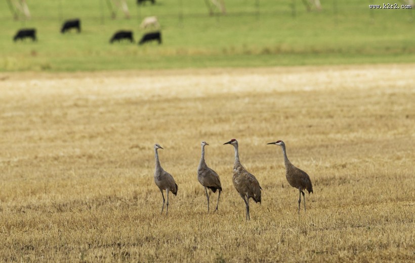 头顶鲜红羽毛的沙丘鹤图片