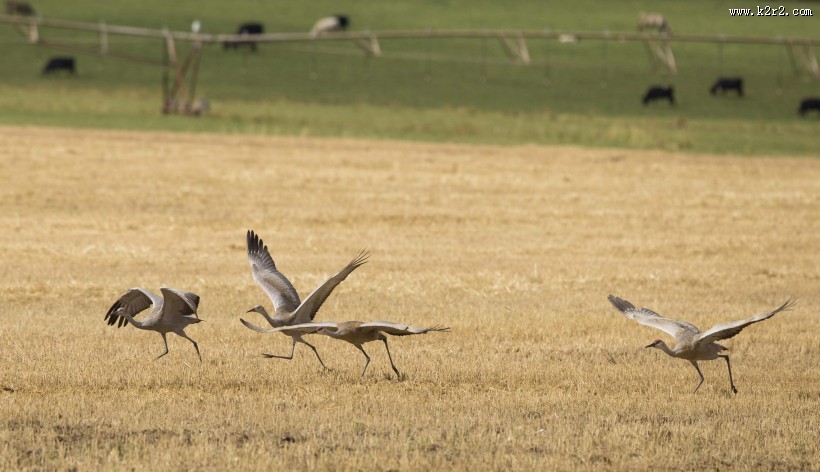 头顶鲜红羽毛的沙丘鹤图片