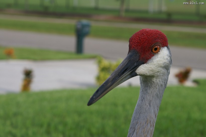 头顶鲜红羽毛的沙丘鹤图片