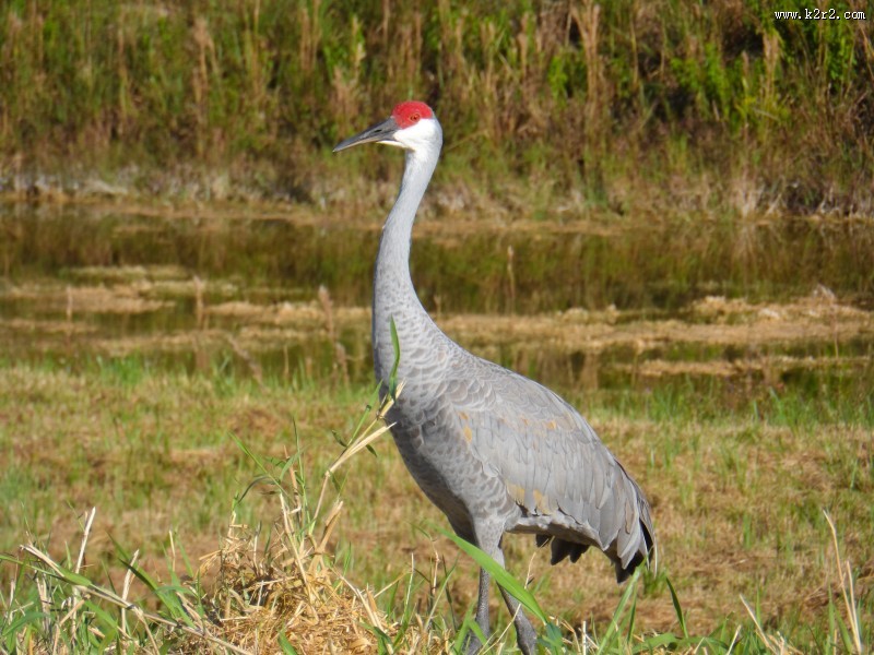 头顶鲜红羽毛的沙丘鹤图片