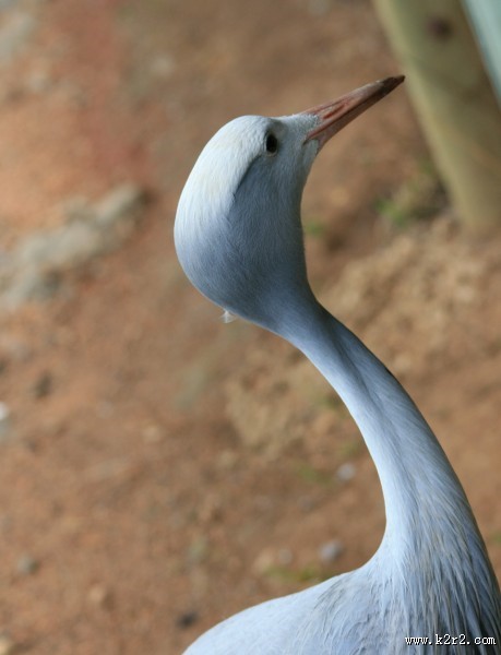 高雅而美丽的蓝鹤图片