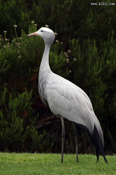 高雅而美丽的蓝鹤图片