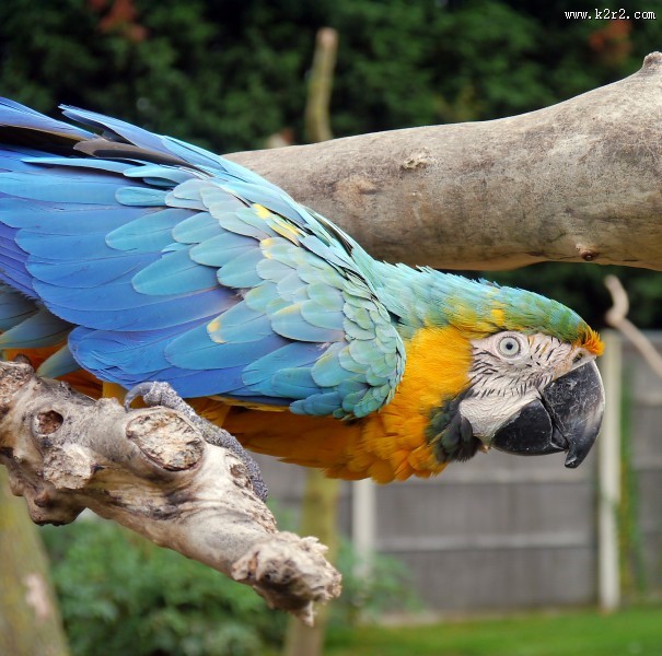 色彩漂亮的黄蓝金刚鹦鹉图片