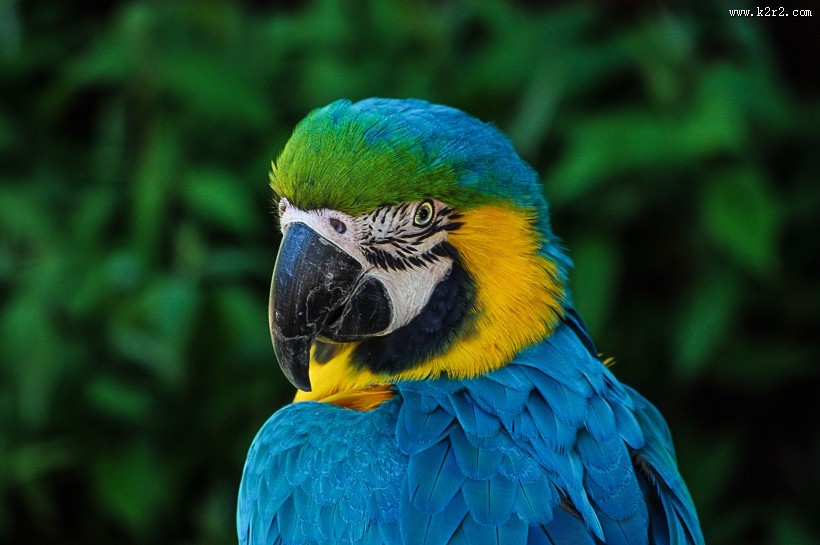 色彩漂亮的黄蓝金刚鹦鹉图片