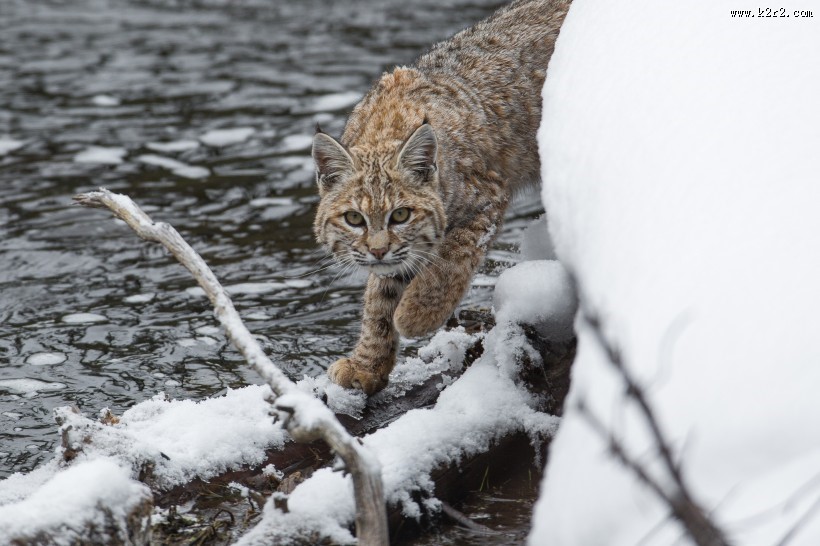 外貌似猫的猞猁图片
