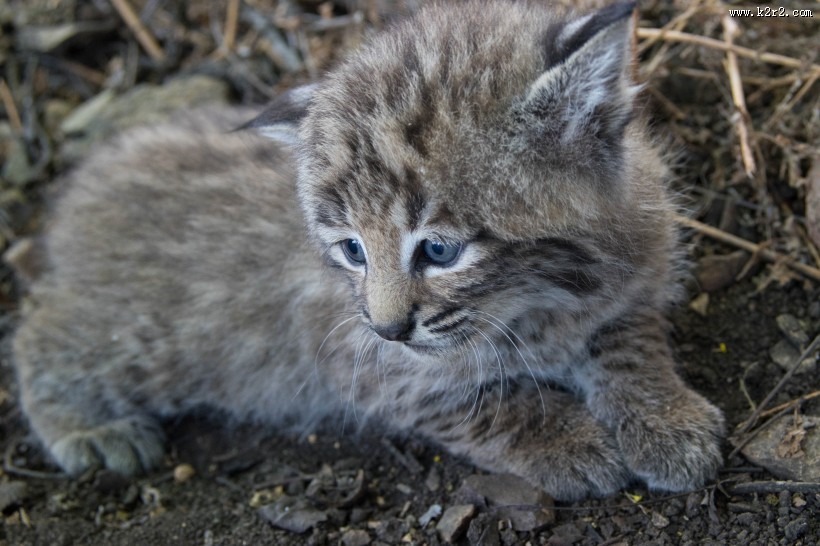 外貌似猫的猞猁图片