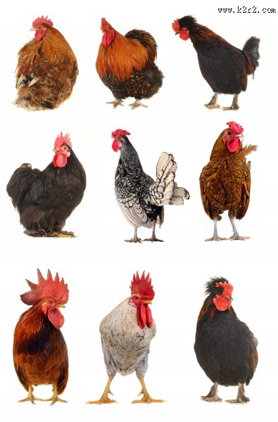 各种类型的鸡图片